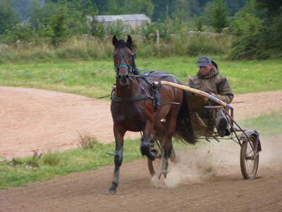 elevage de trotteur français en normandie