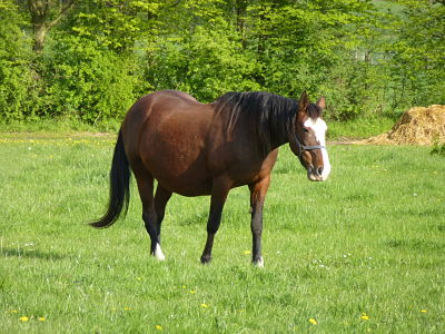 pouliniere a vendre trotteur